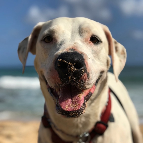 Meet your Posher, Kaua - Picture 8 of 8